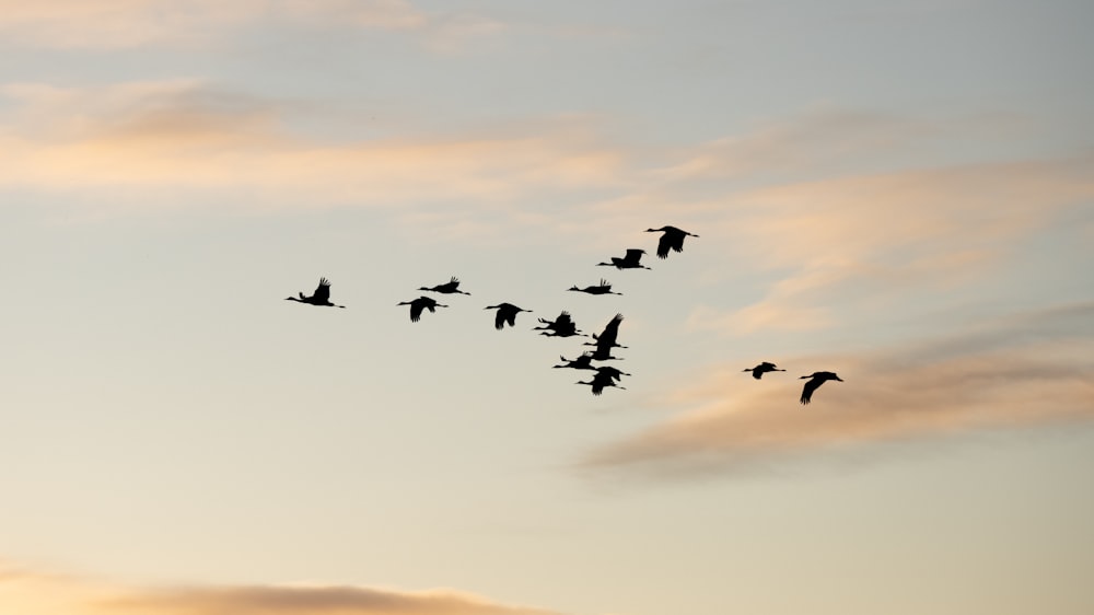 a flock of birds flying through a cloudy sky