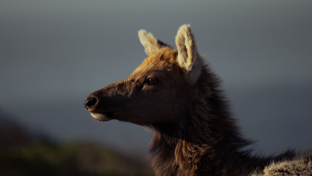 a close up of a goat with a sky background