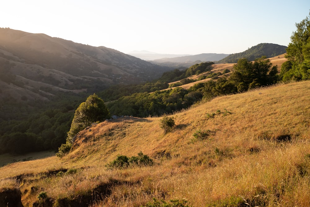 a grassy hillside with trees and mountains in the background