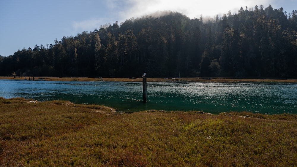 a body of water surrounded by a forest