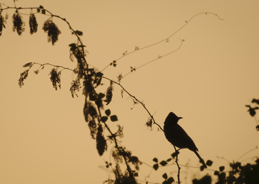 a bird is sitting on a branch of a tree