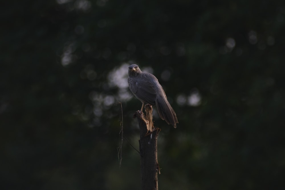 a bird sitting on top of a tree branch