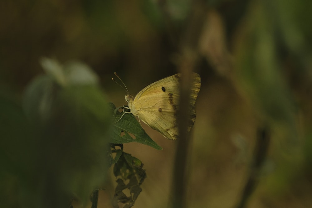 a yellow butterfly sitting on top of a green leaf