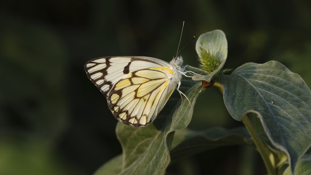 a yellow and white butterfly sitting on a green leaf