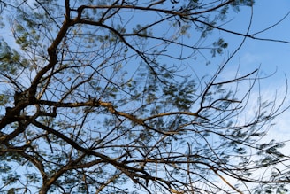 A network of tree branches extends across a clear blue sky, with scattered leaves adding texture and contrast.