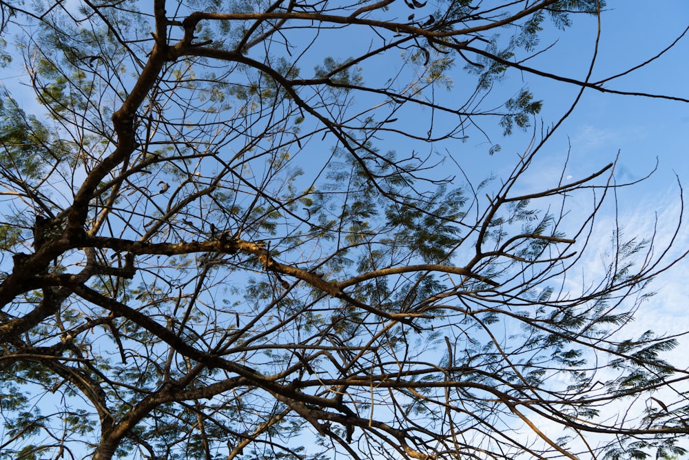 a bird is perched on a branch of a tree