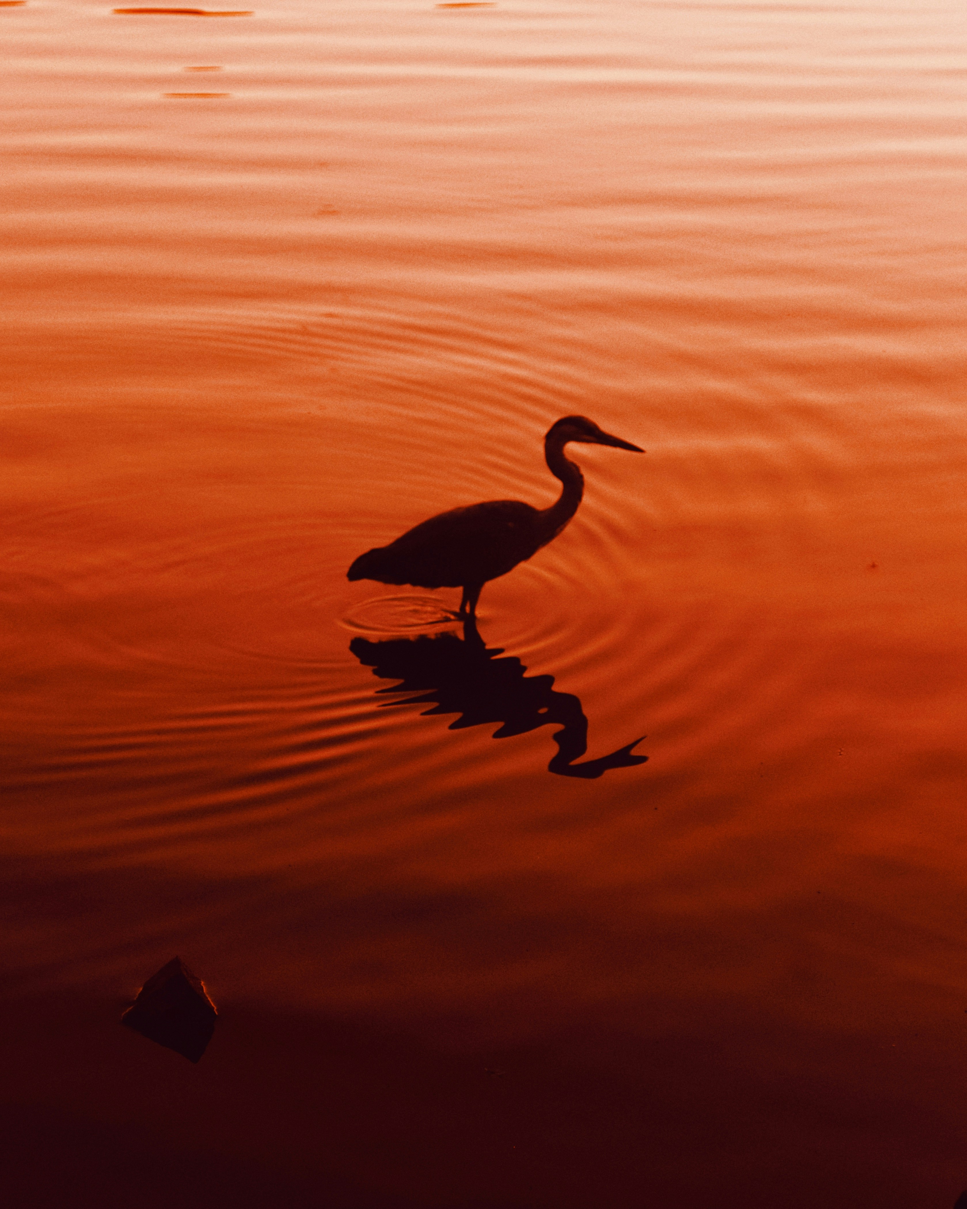 a bird is standing in the water at sunset