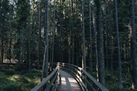 Pathway through the nearby forest inviting guests to explore the serene surroundings.