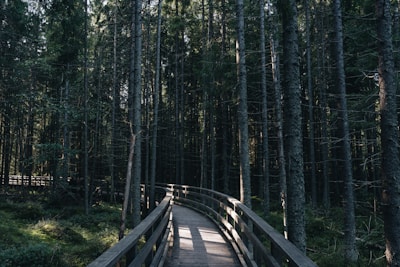 A serene wooden pathway winding through towering ancient trees in the Atherton Tablelands.