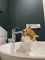 A happy cat drinking water from a sleek, modern pet fountain.