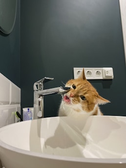 A ginger and white cat is drinking water directly from a chrome faucet in a modern bathroom setting. Its mouth is open as it catches water droplets, surrounded by an oval white sink. The background features dark green walls, white tile, and visible electrical outlets.