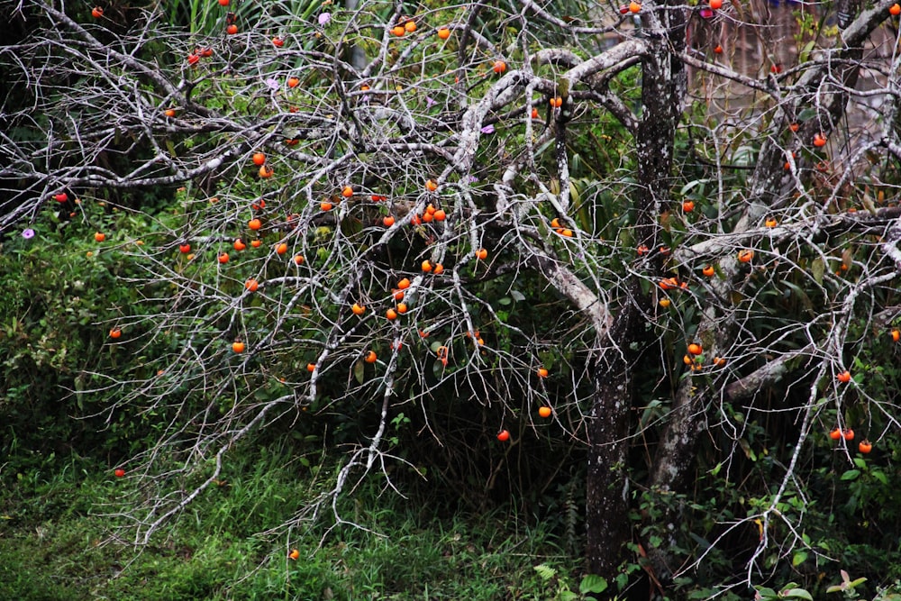 a small tree with oranges growing on it