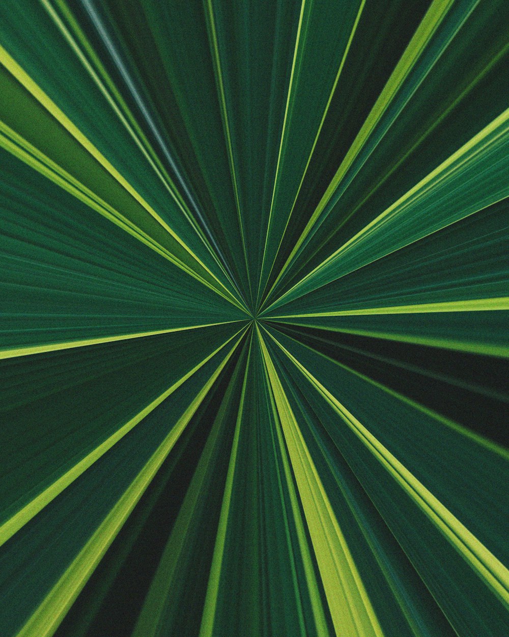 a close up view of a green leaf