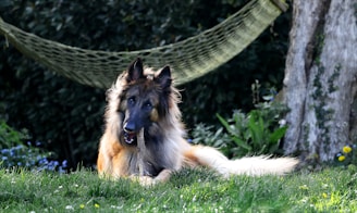 a dog laying in the grass next to a hammock