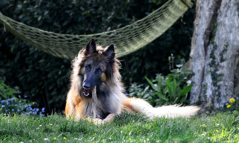 a dog laying in the grass next to a hammock