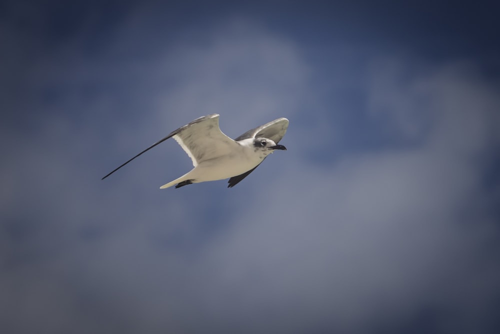 a seagull flying through a cloudy blue sky