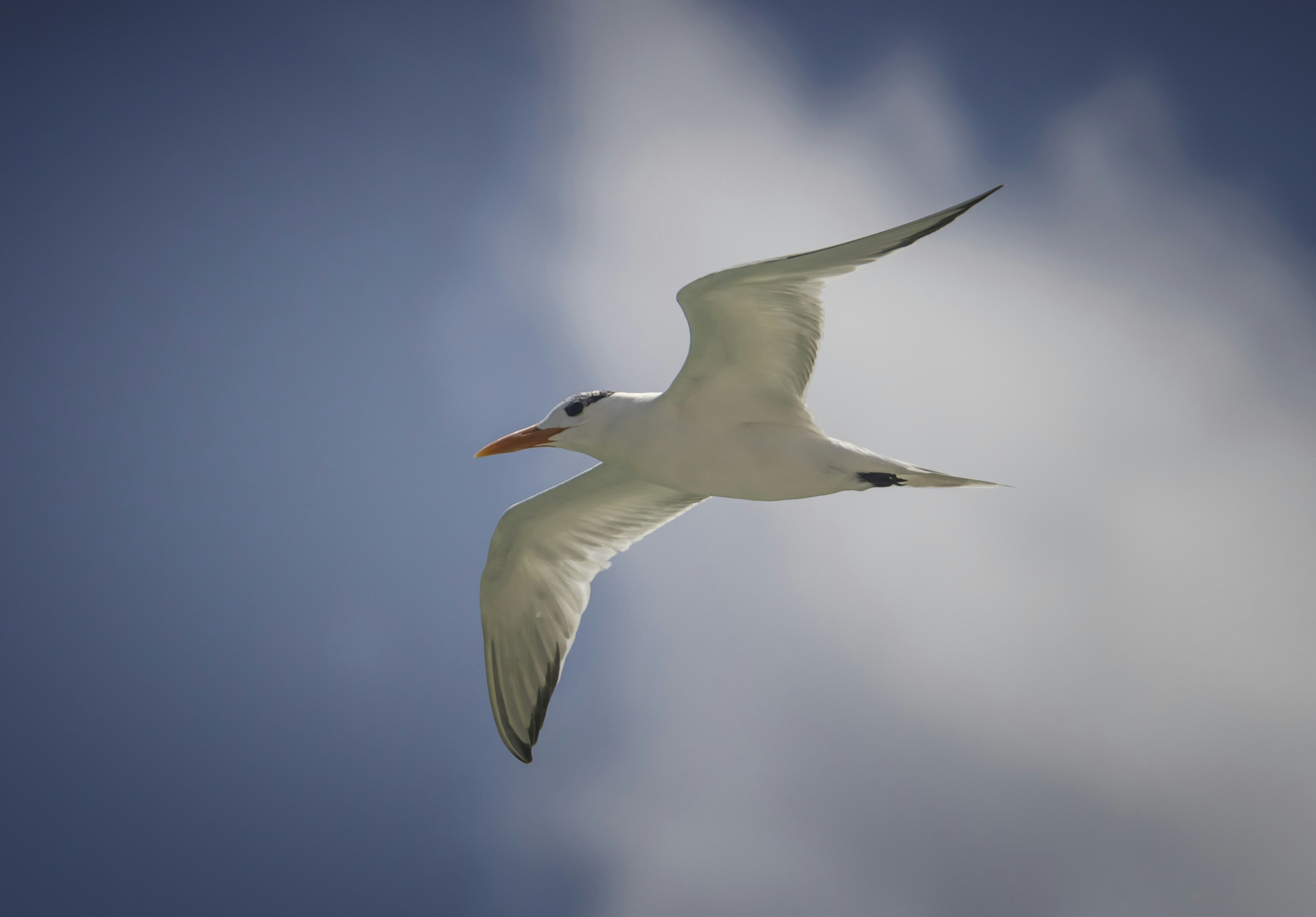 Ein weißer Vogel, der durch einen blauen Himmel fliegt