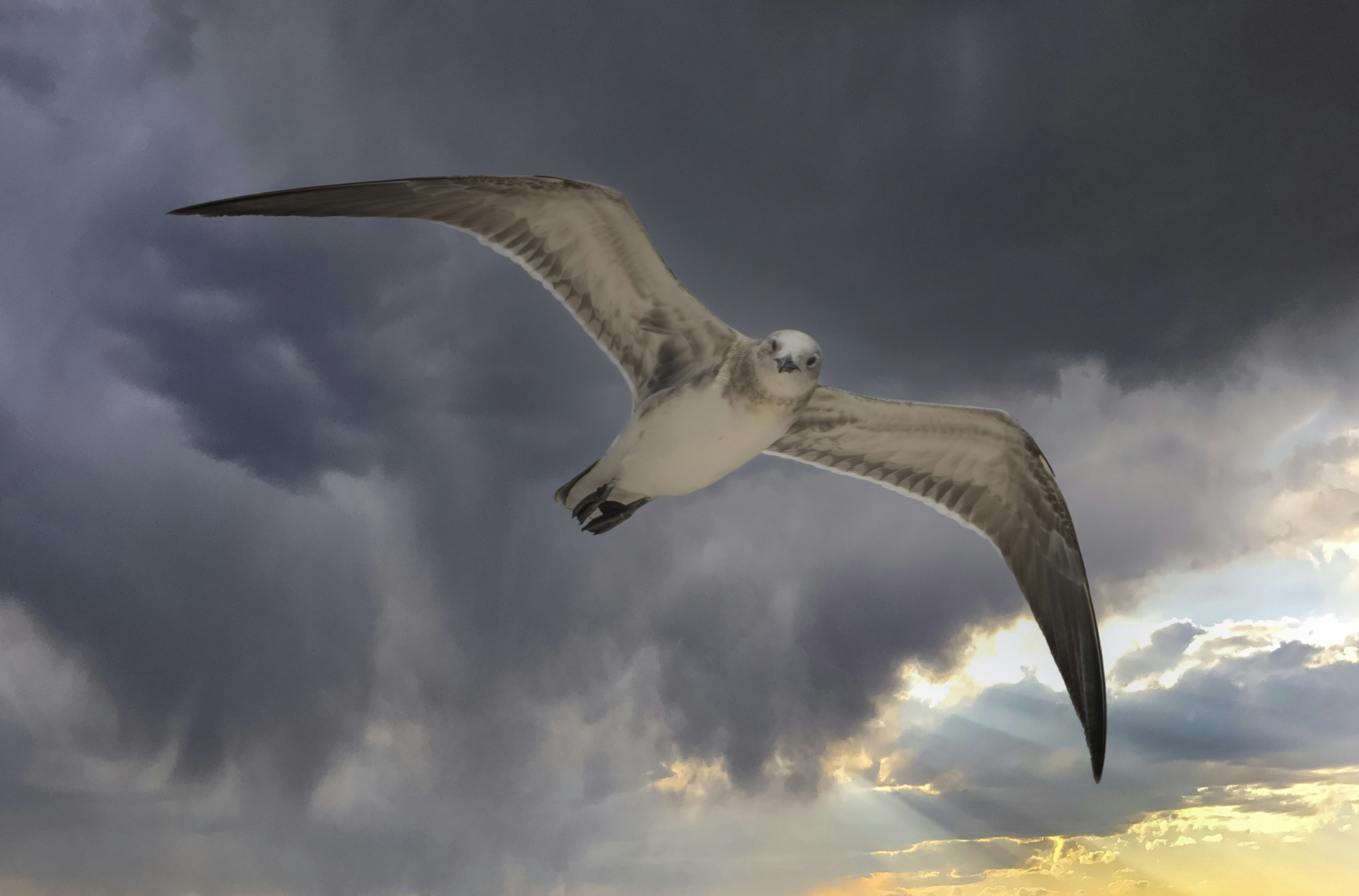 Eine Möwe, die durch einen bewölkten Himmel fliegt