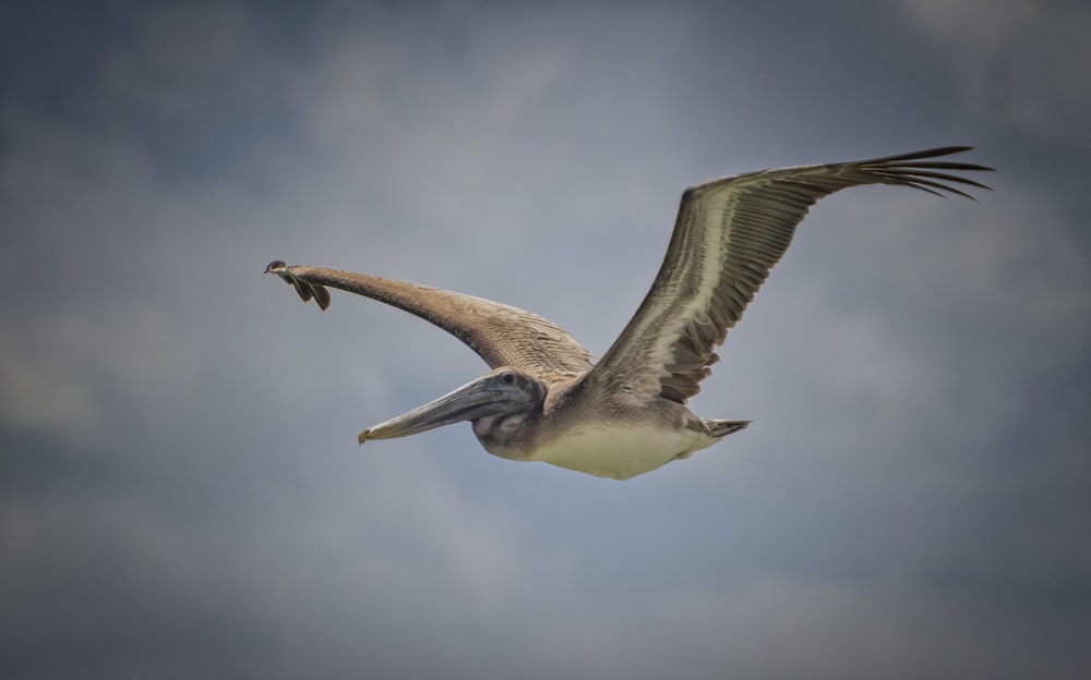 a large bird flying through a cloudy blue sky