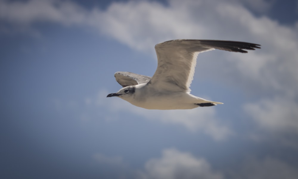 a seagull flying in the sky with clouds in the background