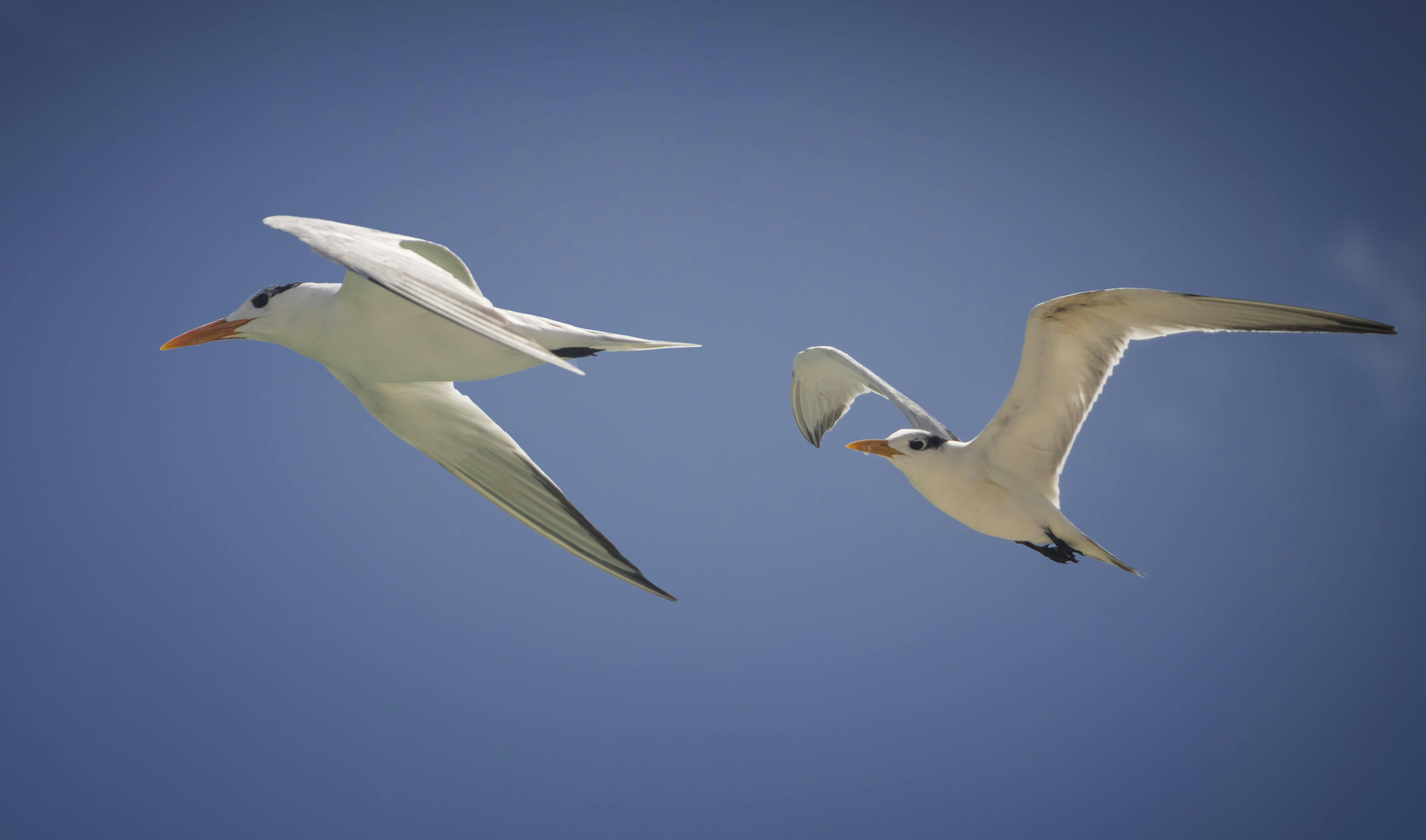 Zwei Möwen fliegen am blauen Himmel