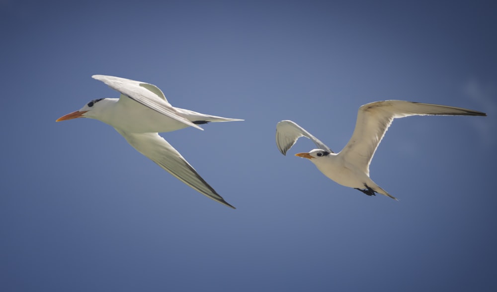 two seagulls are flying in the blue sky