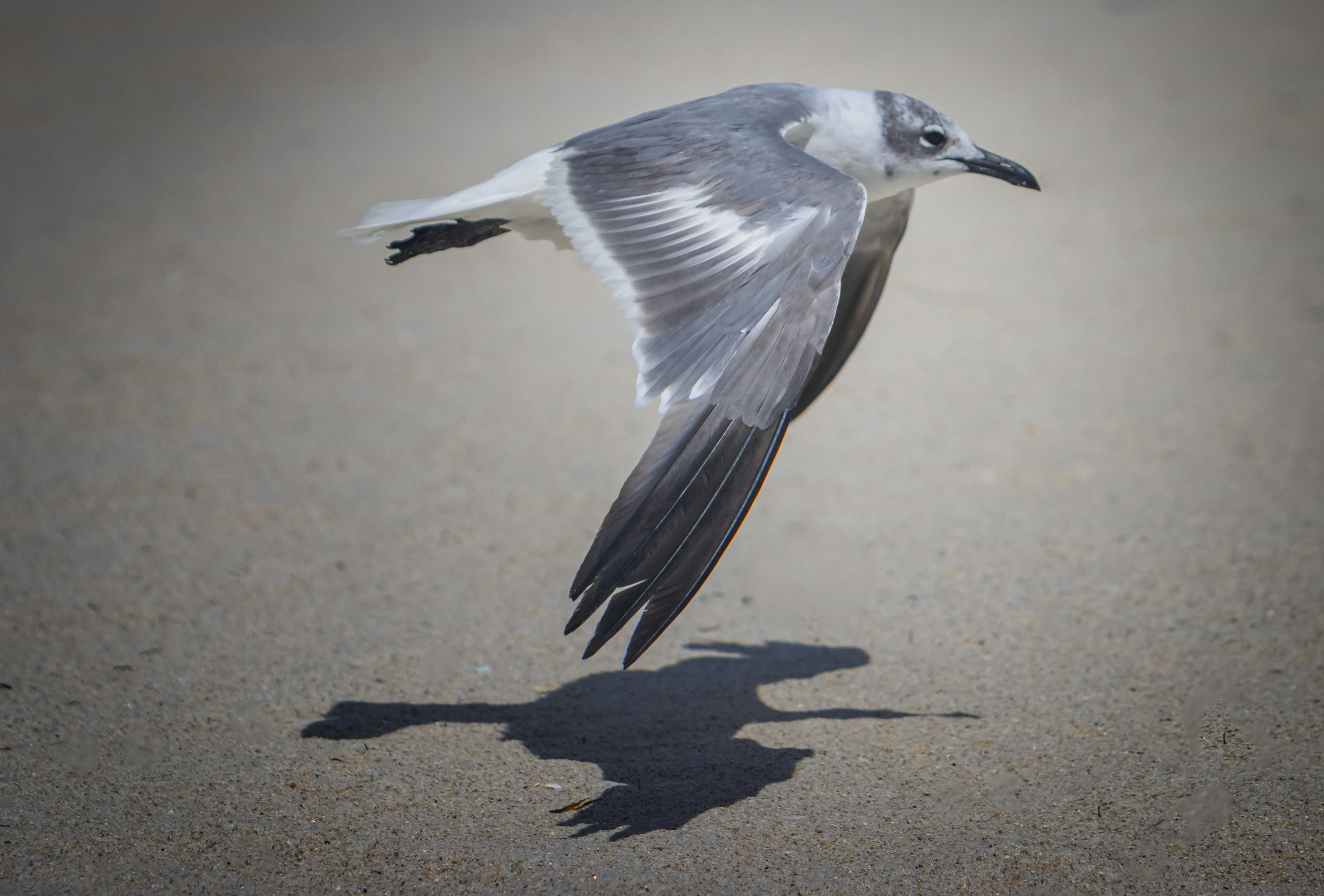 ein Vogel, der über einen Sandstrand neben dem Meer fliegt
