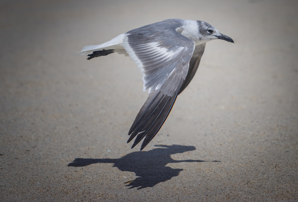 a bird flying over a sandy beach next to the ocean