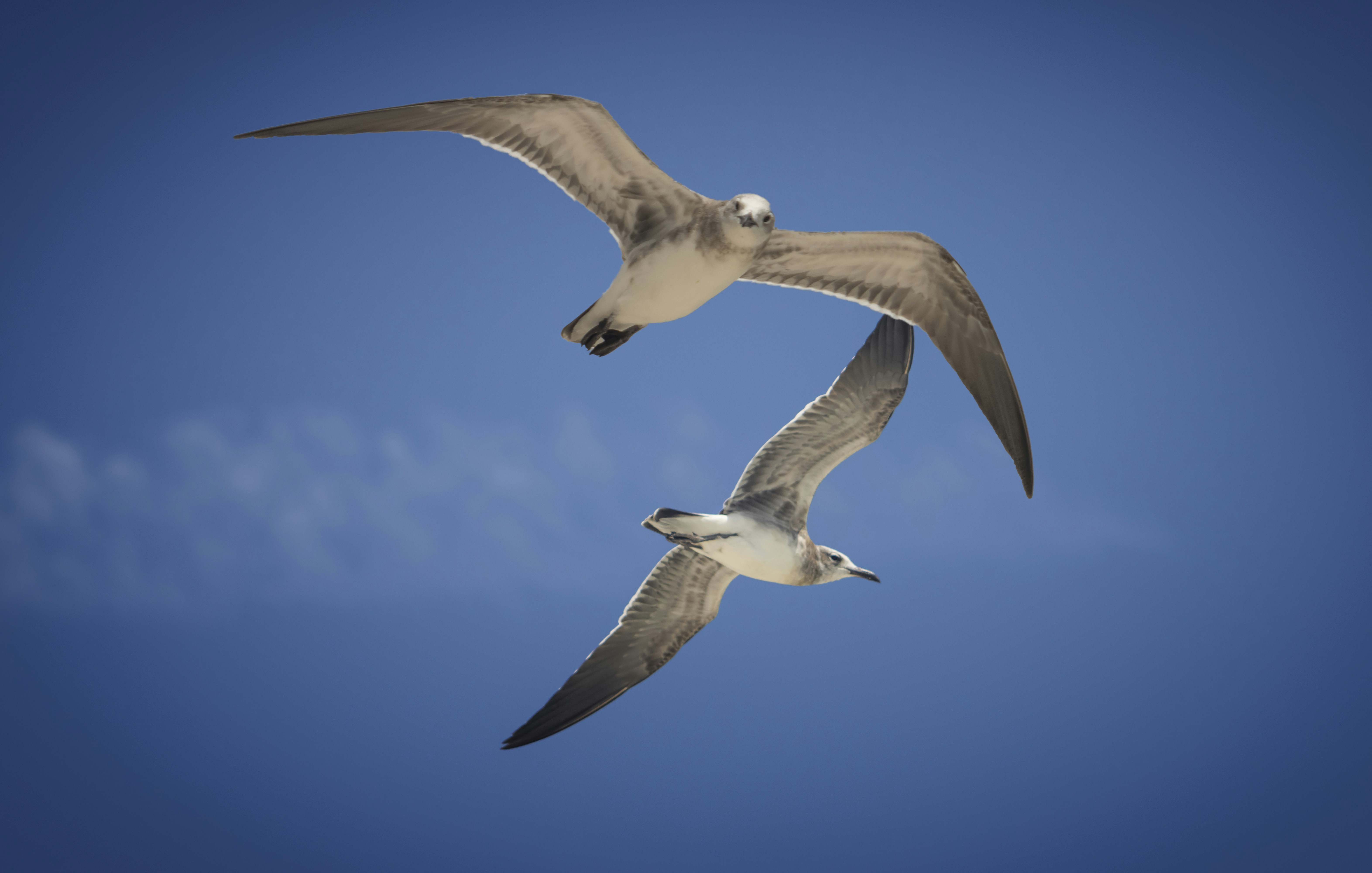 Zwei Möwen, die am blauen Himmel fliegen