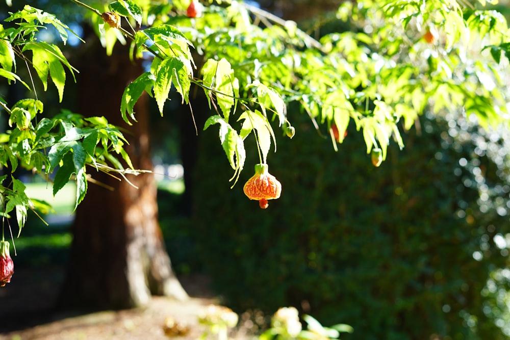 a tree filled with lots of fruit hanging from it's branches