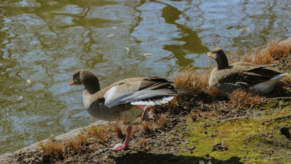 a couple of ducks standing next to a body of water