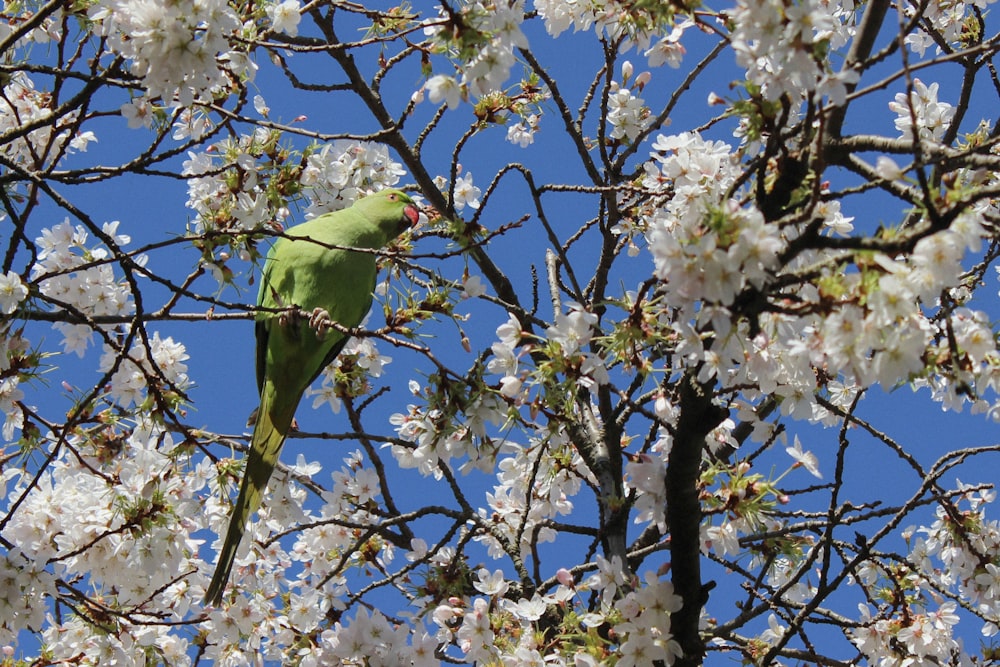 a green bird sitting in a tree with white flowers