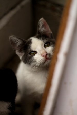 A curious cat with a white and grey fur coat is peeking around a corner, its eyes focused with a thoughtful expression. The setting seems enclosed, possibly indoors, with soft light highlighting the cat's features.