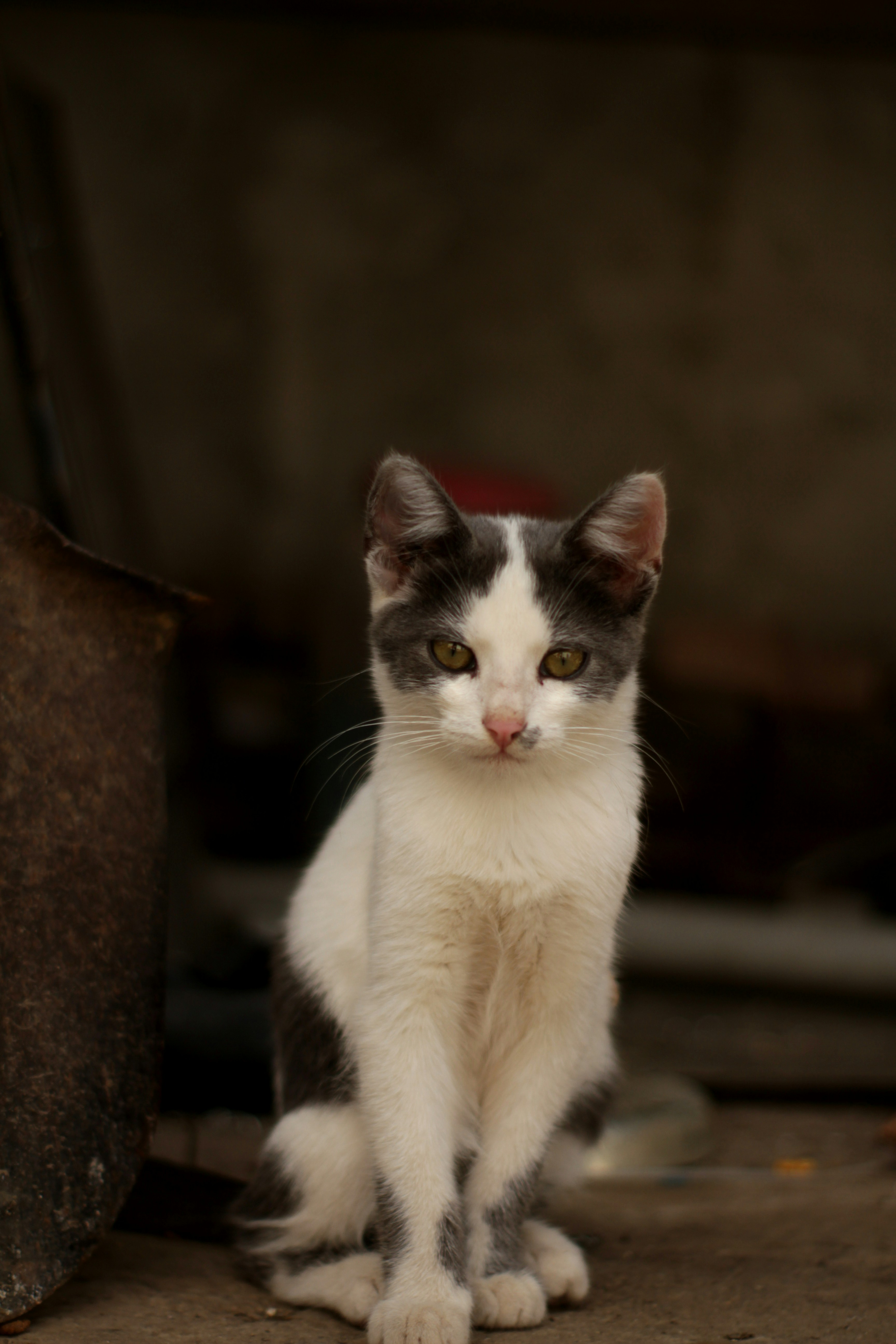 eine schwarz-weiße Katze, die auf dem Boden sitzt