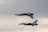 Two military aircraft are flying in formation under an overcast sky. One aircraft is positioned upside down directly above the other, demonstrating precise aerial maneuvering.