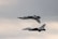 Two military aircraft are flying in formation under an overcast sky. One aircraft is positioned upside down directly above the other, demonstrating precise aerial maneuvering.