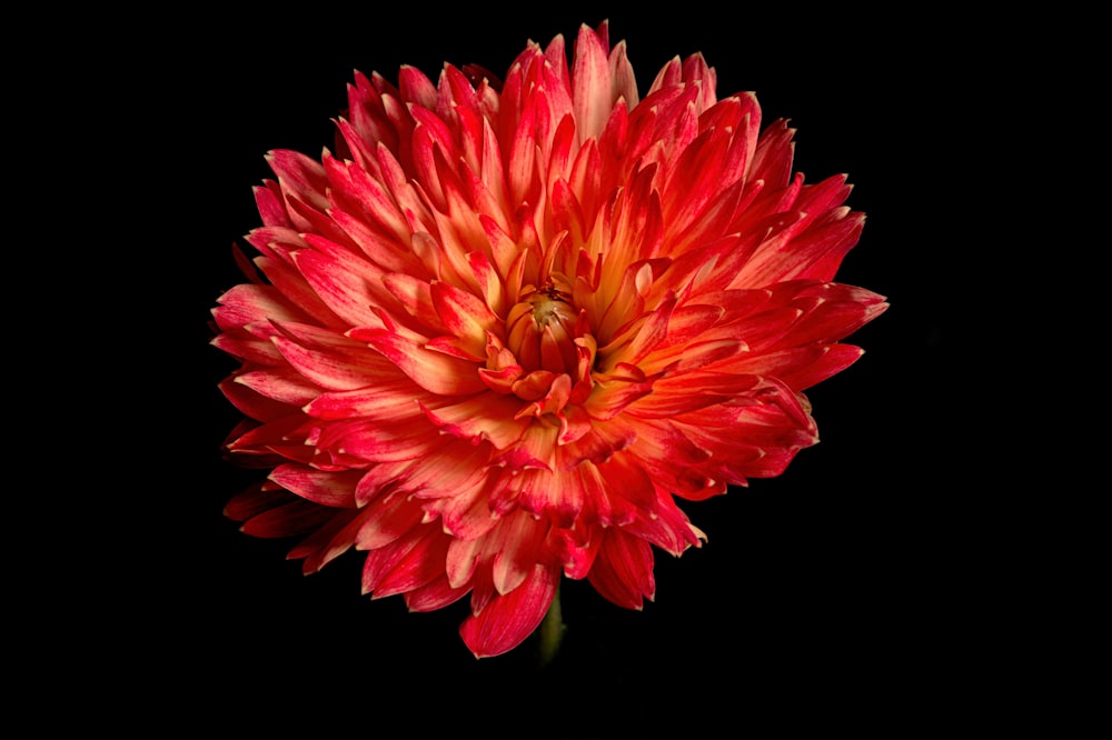 a large red flower on a black background