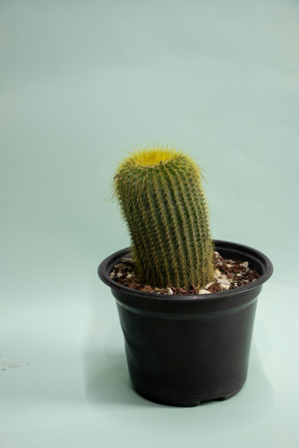 Ein kleiner Kaktus in einem schwarzen Topf