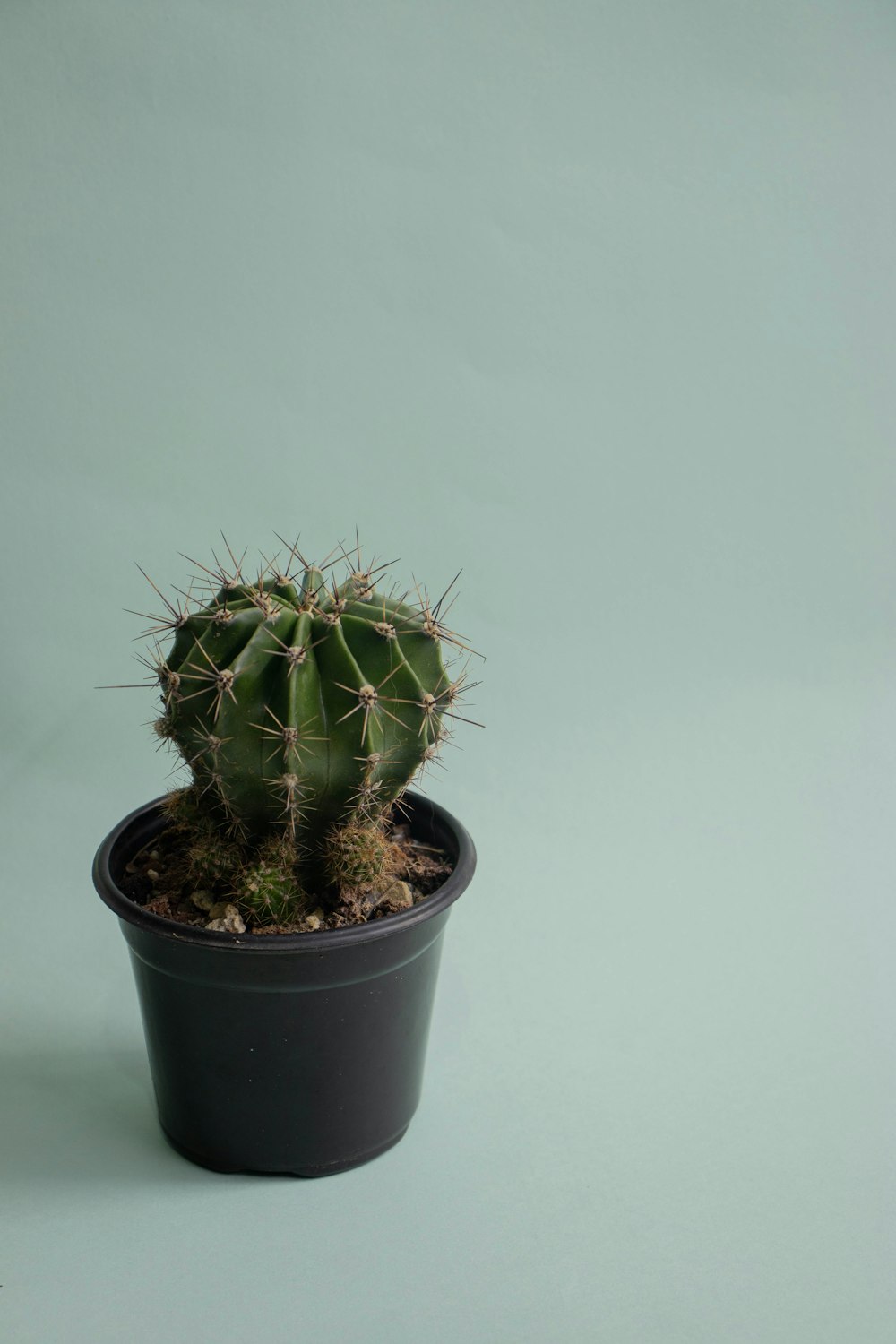 a small cactus in a black pot on a green background