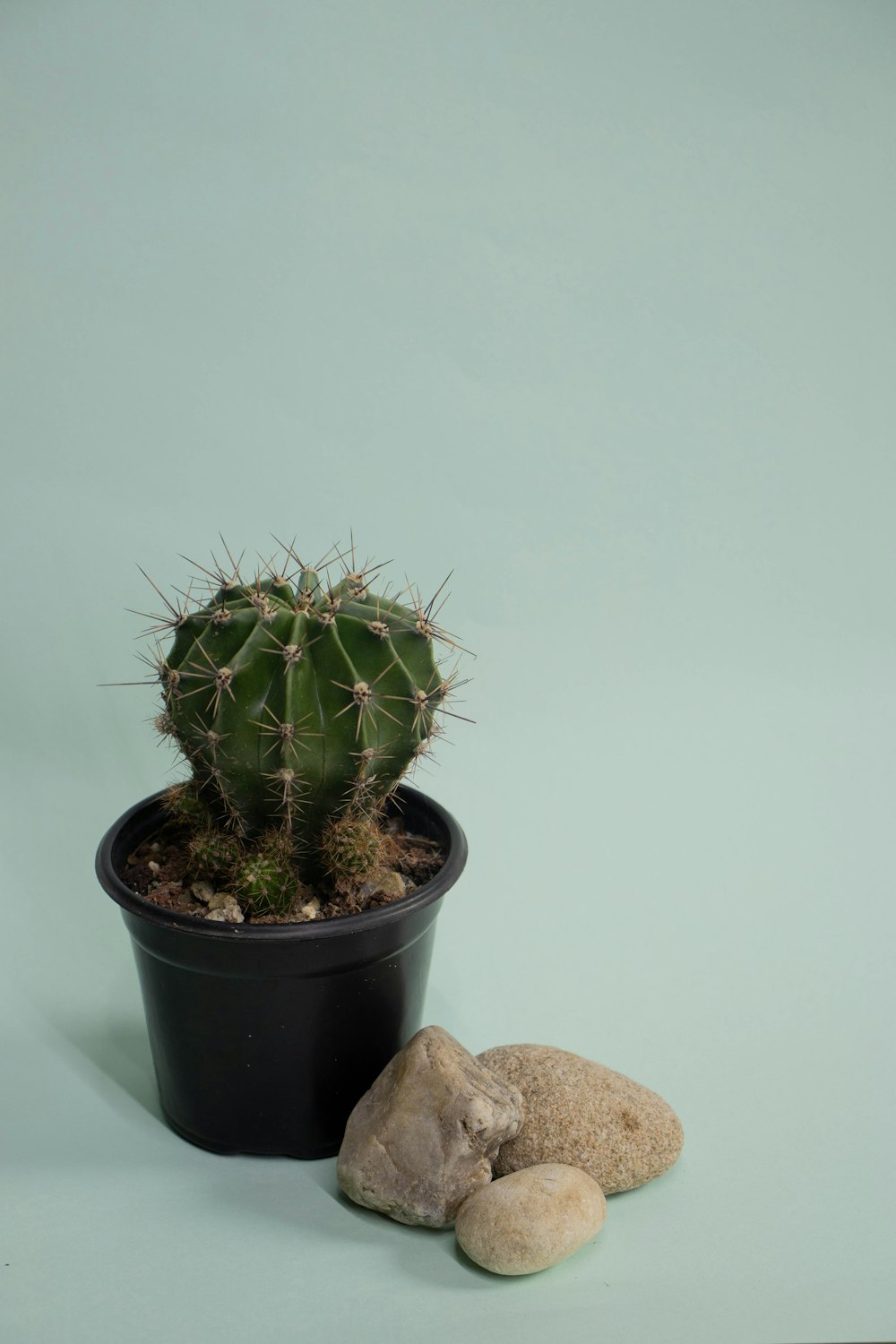 a cactus in a pot next to a rock