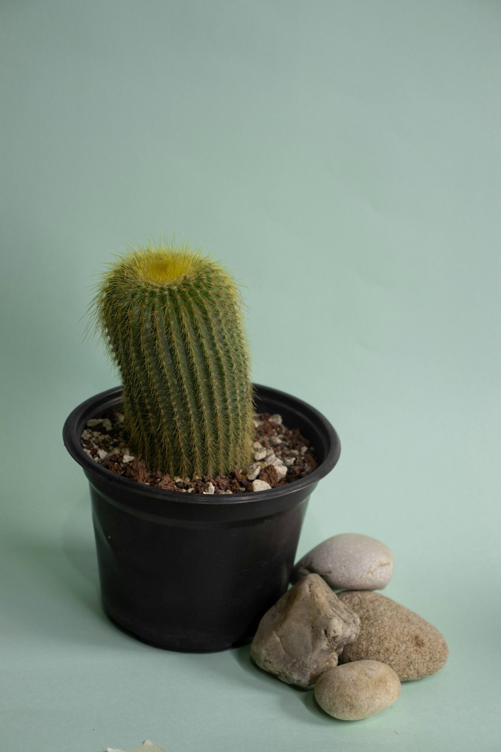 a small cactus in a black pot next to rocks