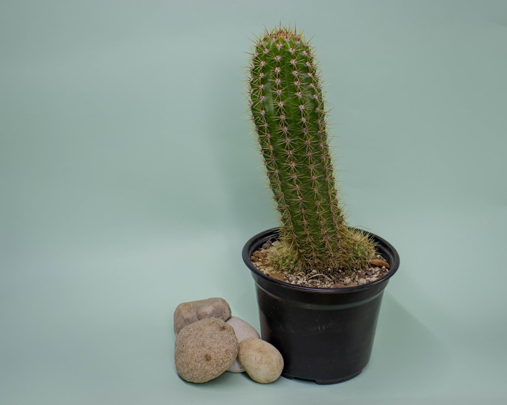 a small cactus in a black pot next to a rock