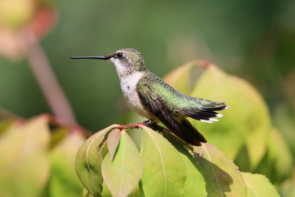 a hummingbird perched on top of a green leaf