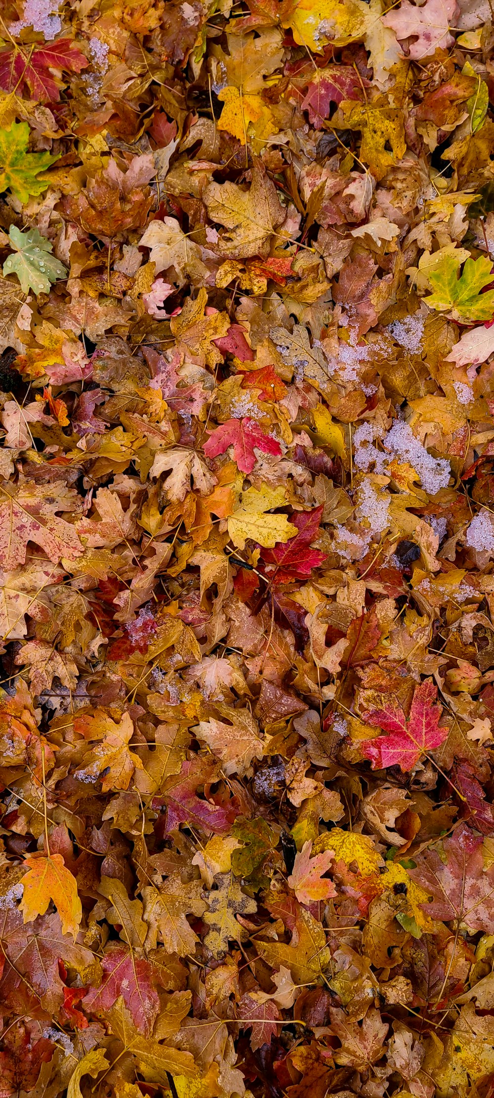 a bunch of leaves that are laying on the ground