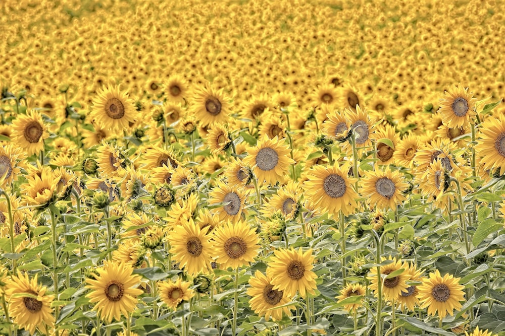 a large field of yellow sunflowers in a field