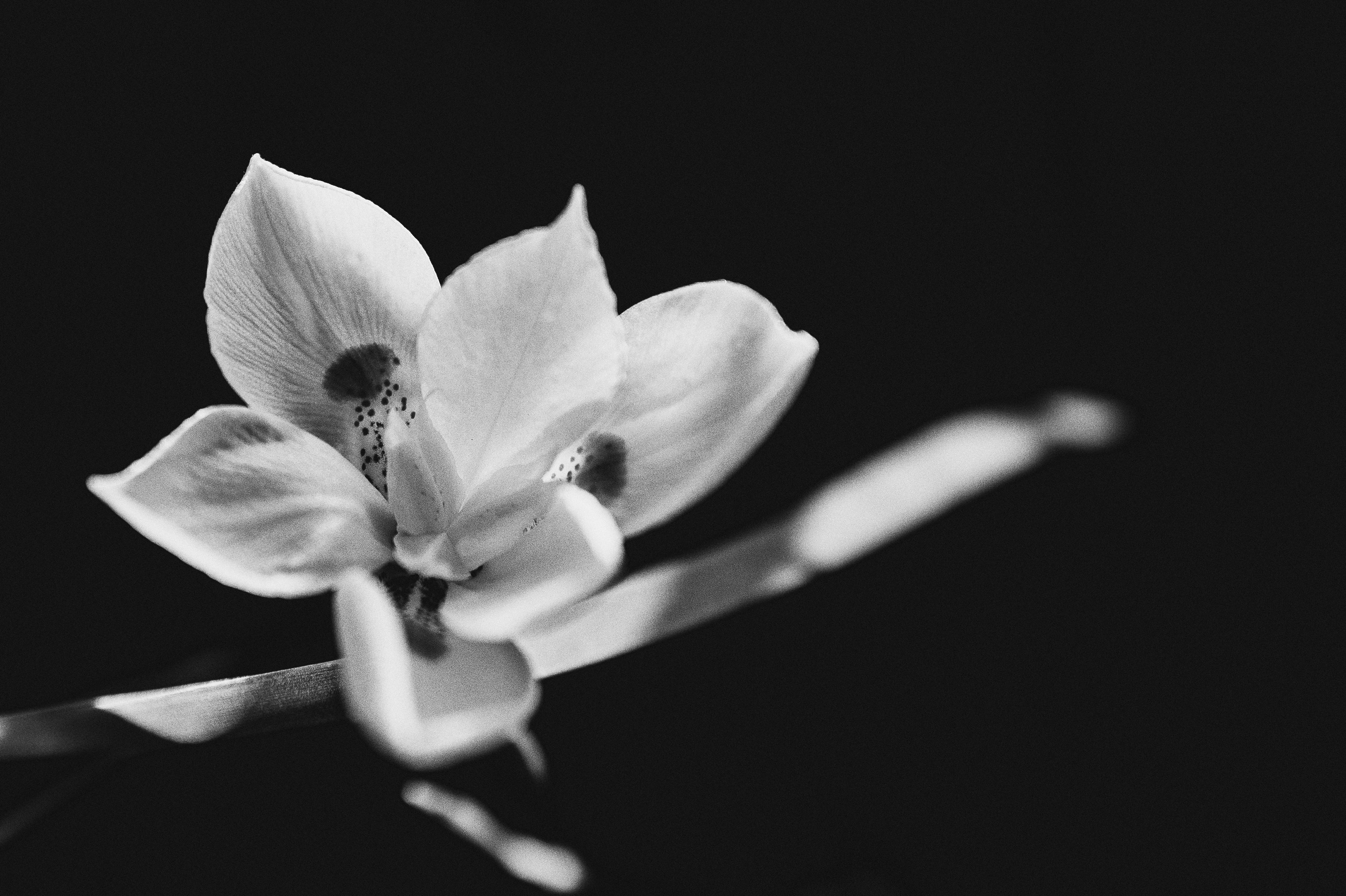 Photo by brandonchipotle