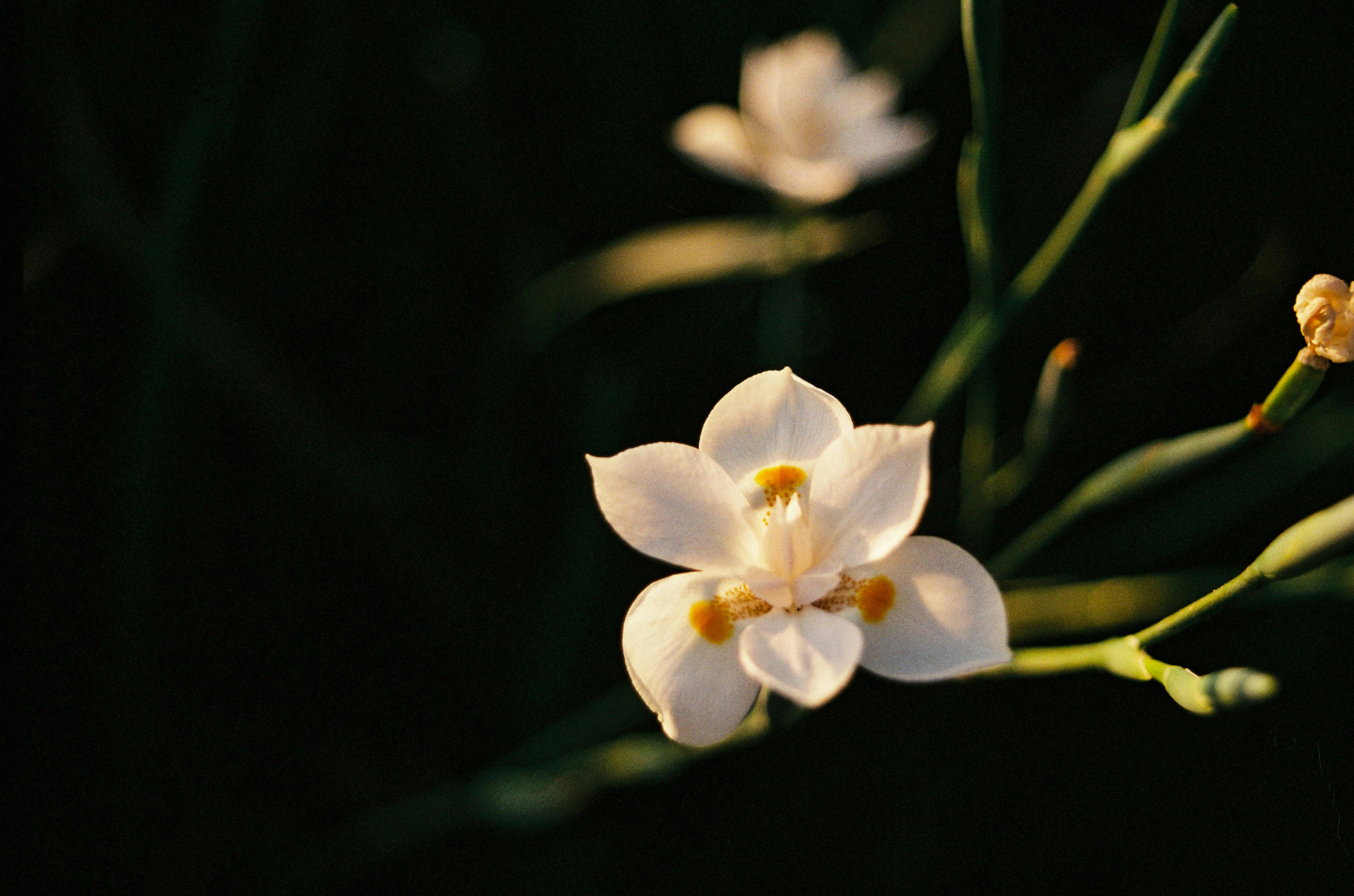 Photo by brandonchipotle