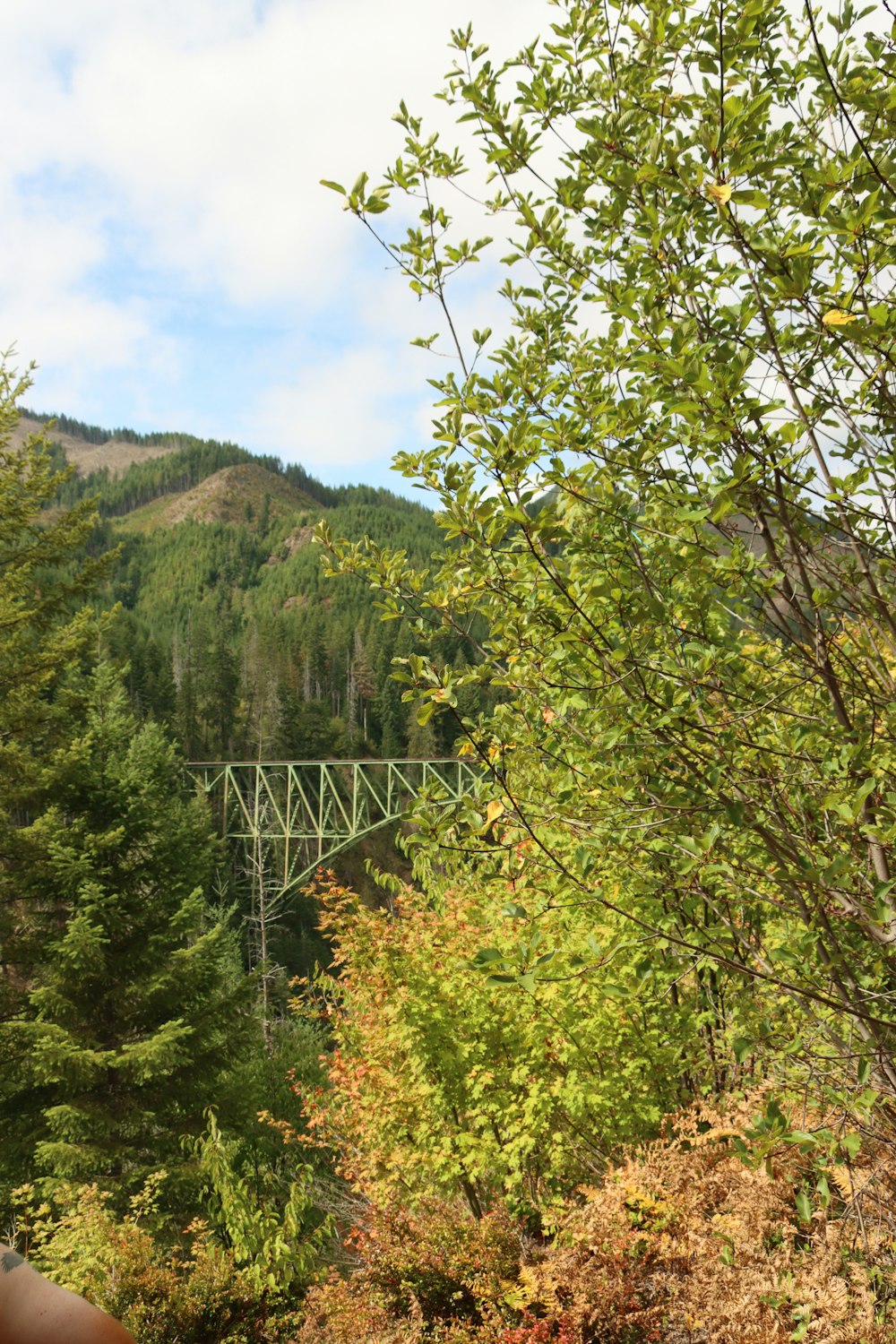 a bridge over a river surrounded by trees