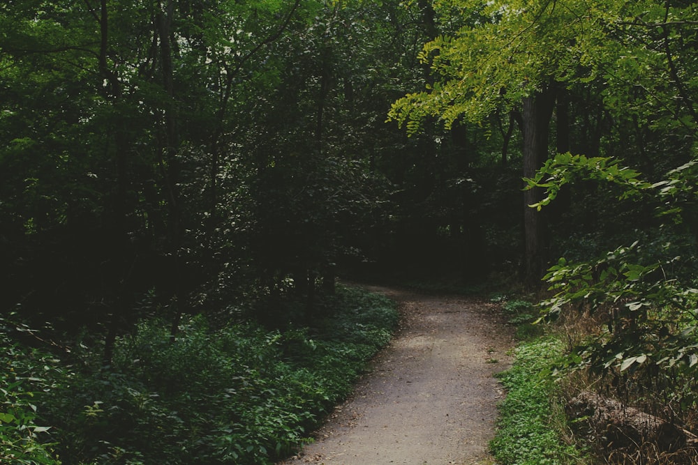 a path in the middle of a wooded area