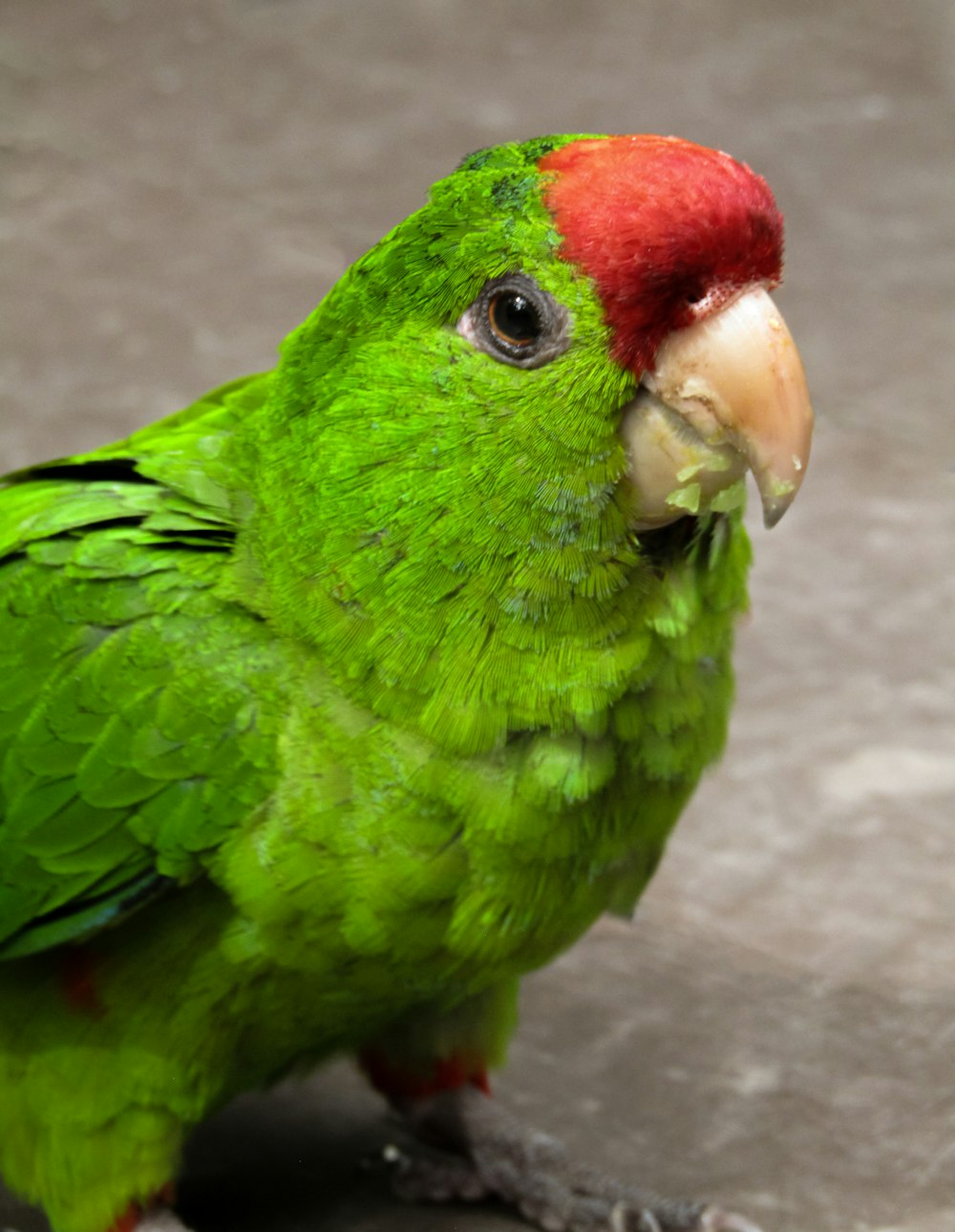a green parrot with a red head sitting on the ground